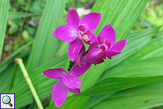Orchideenblüten im Brief Garden