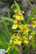 Gelb blühende Orchidee im Brief Garden