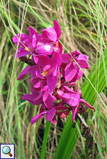 Orchideen-Blütenpracht im Brief Garden