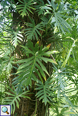 Philodendron radiatum im Brief Garden