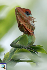 Männliche Sägerückenagame (Green Forest Lizard, Calotes calotes)