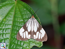 Nyctemera coleta nigrovenosa (White Tiger Moth), Männchen