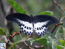 Blauer Mormone (Blue Mormon, Papilio polymnestor)