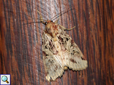 Spodoptera picta (Lily Caterpillar Moth)