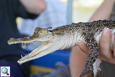 Junges Sumpfkrokodil (Crocodylus palustris)