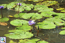 Stern-Seerosen (Nymphaea nouchali) im Bentota Ganga