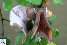 Antheraea paphia (South India Small Tussore)