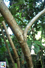 Ceylon-Zimtbaum (Ceylon cinnamon, Cinnamomum verum)