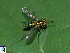 Unbestimmtes Insekt Nr. 3 (Langbeinfliege, Dolichopodidae)