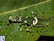 Asiatische Blütenmantis (Jeweled Flower Mantis, Creobroter pictipennis)