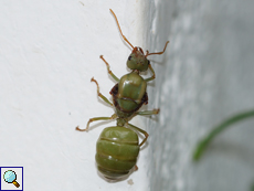 Asiatische Weberameise (Weaver Ant, Oecophylla smaragdina), Königin ohne Flügel