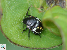 Grüne Reiswanze (Southern Green Stink Bug, Nezara viridula), Nymphe im 3. Larvenstadium