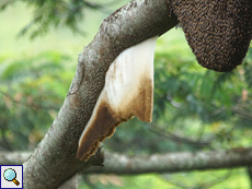 Riesenhonigbiene (Giant Honey Bee, Apis dorsata), aufgegebenes Nest