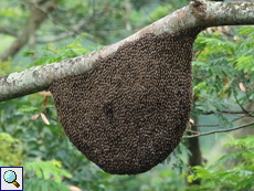 Riesenhonigbiene (Giant Honey Bee, Apis dorsata), Nest an einem Ast
