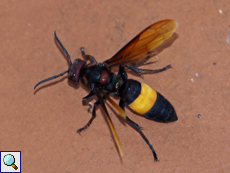 Vespa tropica (Greater Banded Hornet), Arbeiterin