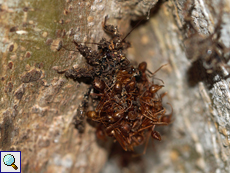 Acanthaspis siva, mit toten Ameisen getarnte Nymphe