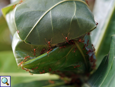 Asiatische Weberameise (Weaver Ant, Oecophylla smaragdina), große Arbeiterinnen beim Nestbau
