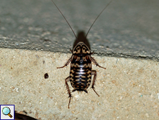 Harlekinschabe (Harlequin Roach, Neostylopyga rhombifolia)
