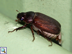 Unbestimmte Käferart Nr. 22, Scarabaeidae