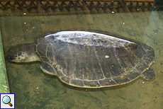 Durch den Tsunami von 2004 hat diese Oliv-Bastardschildkröte (Lepidochelys olivacea) beide Vorderflossen verloren