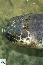 Der Blick der gehandicapten Oliv-Bastardschildkröte (Lepidochelys olivacea) hat leer gewirkt