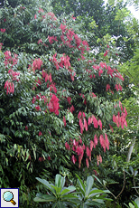 Eisenholzbaum (Na Tree, Mesua nagassarium), dies ist der sri-lankische Nationalbaum