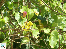 Portiabaum (Portia Tree, Thespesia populnea)