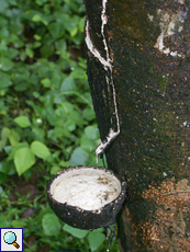 Kautschukbaum (Para Rubber Tree, Hevea brasiliensis)