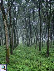 Kautschukplantage (Para Rubber Tree, Hevea brasiliensis)