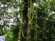 Efeutute (Centipede Tongavine, Epipremnum pinnatum)