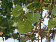 Bodhibaum oder Pappelfeige (Bodhi Tree, Ficus religiosa)