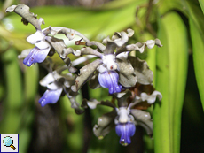 Orchidee (Orchid, Vanda tessellata)