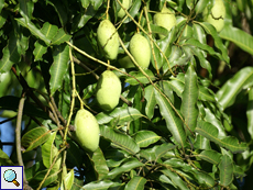 Früchte eines Mangobaums (Mango Tree, Mangifera indica)