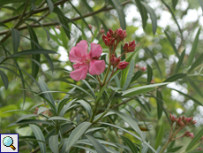 Gemeiner Oleander (Oleander, Nerium oleander)