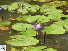 Stern-Seerose (Blue Star Water-lily, Nymphaea nouchali)