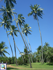 Kokospalme (Coconut Palm, Cocos nucifera)