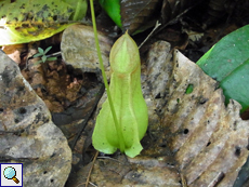 Kannenpflanze (Pitcher Plant, Nepenthes distillatoria)