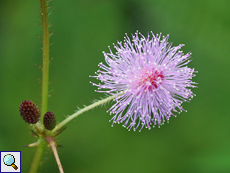 Mimose (Sensitive Plant, Mimosa pudica), Blüte