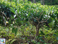 Teestrauch (Tea Plant, Camellia sinensis)