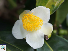 Blüte eines Teestrauchs (Tea Plant, Camellia sinensis)