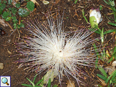 Herabgefallene Blüte eines Fischgiftbaums (Sea Poison Tree, Barringtonia asiatica)