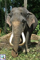 Männlicher Indischer Elefant (Elephas maximus) in Pinnawela