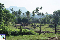 Blick über das Gelände des Elefantenwaisenhauses