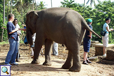 Ein Besucher hat offenkundig großen Respekt vor einem der Elefanten