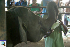 Dieser junge Elefant erhält eine Extraportion Milch