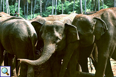 Elefanten im Sonnenlicht