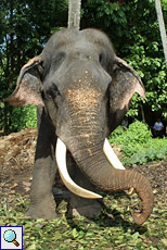 Wegen seiner Blindheit steht der Elefantenbulle Rajah abseits der Herde