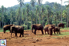 Elefantengruppe in Pinnawela