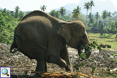 Sama, die gehandicapte Elefantenkuh von Pinnawela