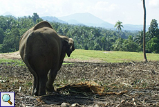 Sama, die gehandicapte Elefantenkuh von Pinnawela, blickt auf das Gelände